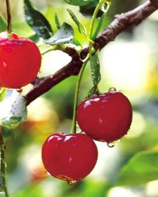 Stop Bulimia - Start Eating Natural Fruits